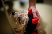 Peanut And Halloween